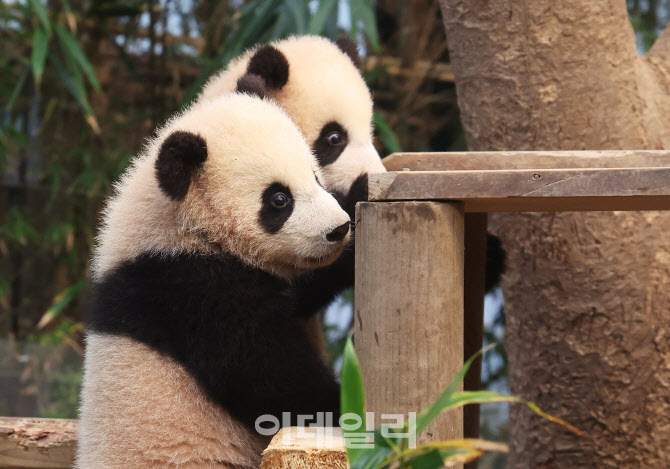 [포토]쌍둥이 판다 대중들에게 4일부터 공개