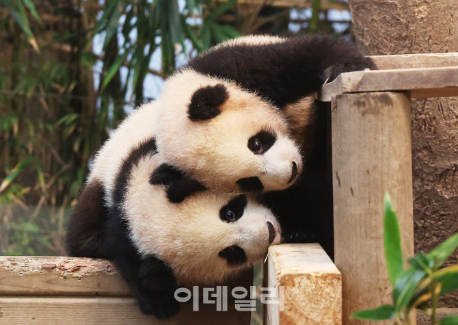 [포토]쌍둥이 판다, 대중들에게 4일부터 공개