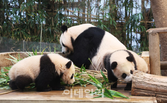 [포토]루이바오와 후이바오, 대중에 공개