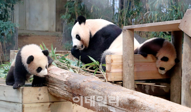 [포토]루이바오와 후이바오, 즐거운 나들이