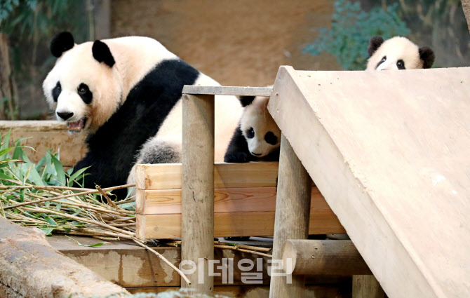 [포토]루이바오와 후이바오, 행복한 나들이