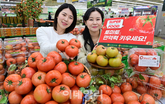 [포토] 겨울철 면역력 토마토