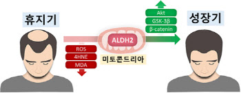 ALDH2 활성화로 새로운 탈모 치료 기전 규명
