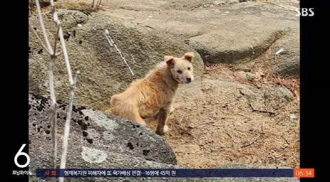 유기견이 사나운 개로…서울 시내에도 ‘들개’ 출몰 “200마리 추산”