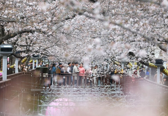 빨리 찾아오는 벚꽃…3월 진해군항제·여의도 축제 열린다