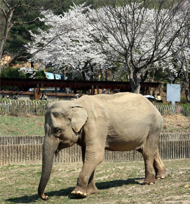 국내 최장수 코끼리 '사쿠라'…59세 노령으로 세상 떠났다