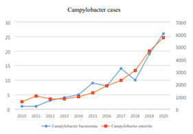 세균성장염 일으키는 ‘캄필로박터감염’증가, 항생제 내성도 주의