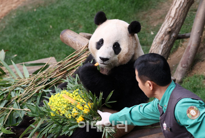 [포토]마지막으로 한국 관람객들 만나는 푸바오