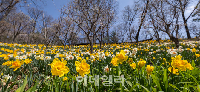 봄꽃의 향연 '화담숲', 겨울 휴장 끝내고 29일 개장
