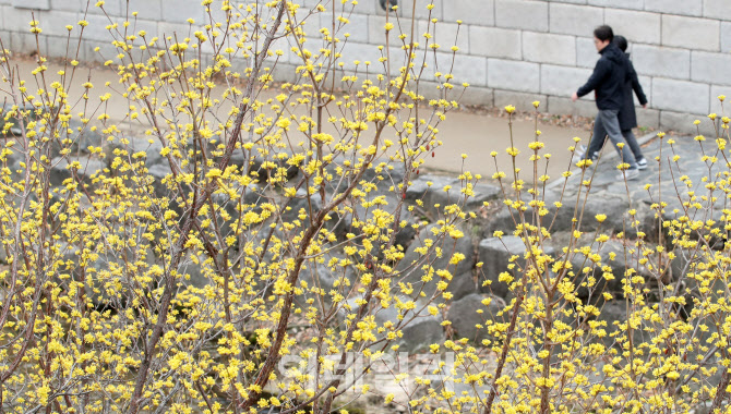 [포토]'노오란 봄이 활짝'