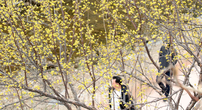 [포토]'노오란 봄이 활짝 피었습니다'