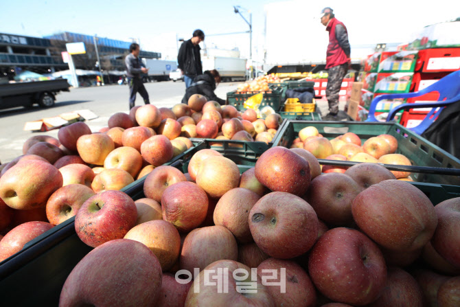 [포토]사과 10kg당 9만원대