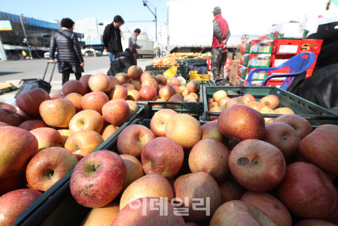 [포토]사과 도매가격 10kg당 9만원대