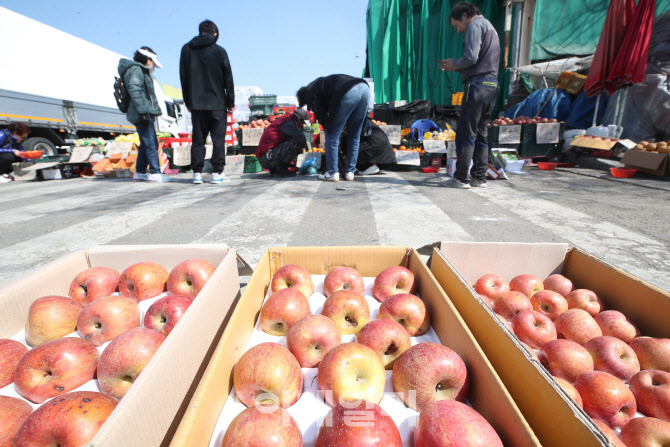 [포토]사과 도매가격 10kg당 9만1천700원