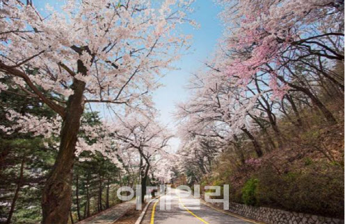 ‘벚꽃놀이 성지’ 워커힐, 올해 더 다양한 ‘스프링페스티벌’