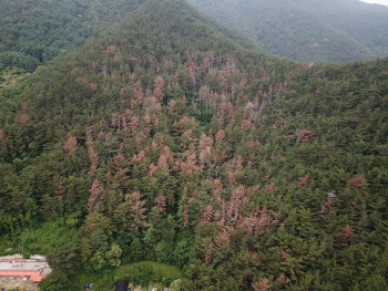 산림청, 소나무재선충병 피해지역서 수종전환 추진
