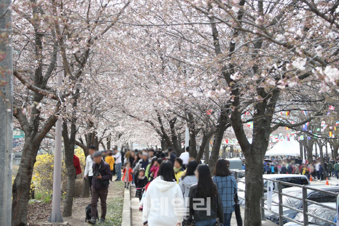 빨라진 봄, '안양충훈벚꽃축제' 3월 30~31일 개최