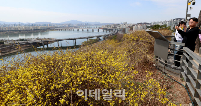 [포토]성큼 찾아온 봄, 서울 곳곳 봄꽃 향연