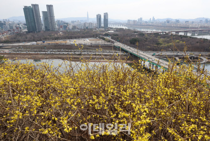 [포토]개나리로 꽃 단장한 응봉산