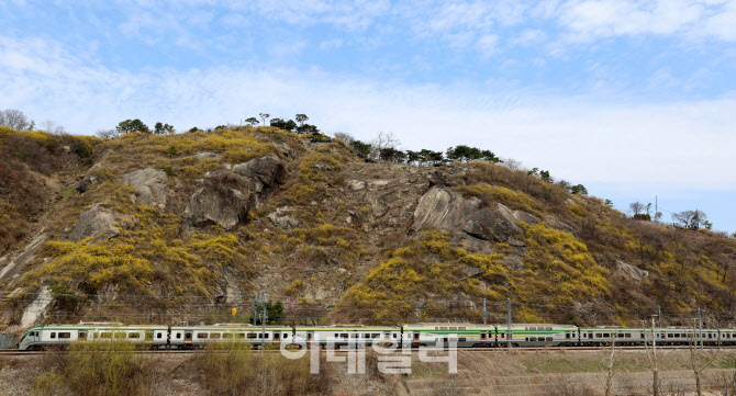 [포토]개나리로 꽃 단장하는 응봉산