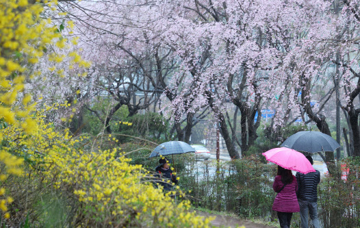 비 그치고 포근한 봄…한낮 최고 19도[오늘날씨]
