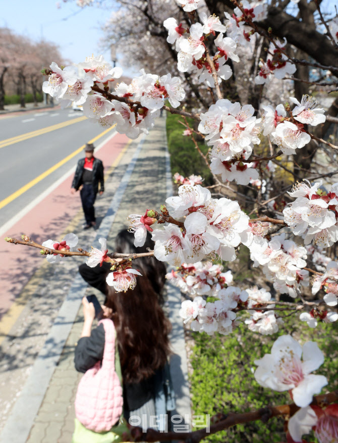 [포토]벚꽃과 함께 찾아온 봄