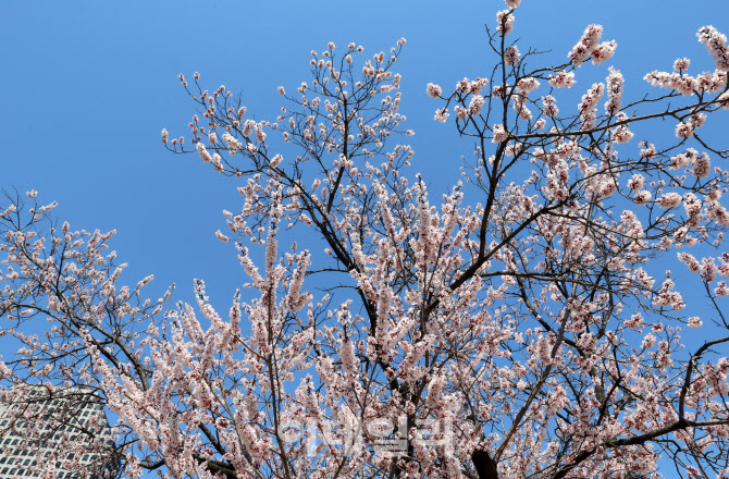[포토]파란하늘과 벚꽃