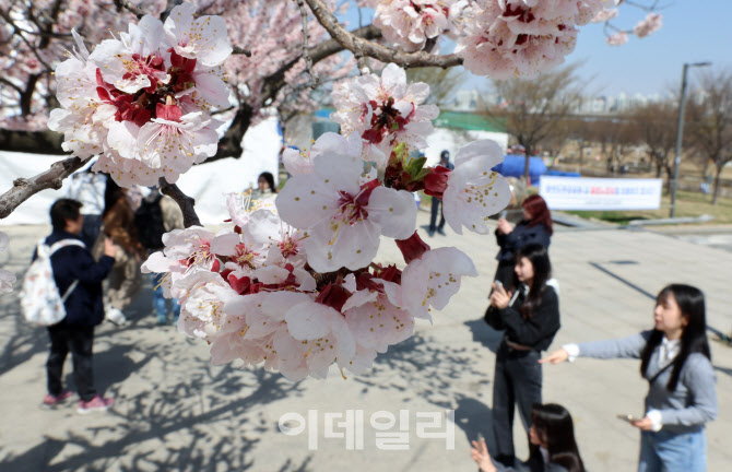 [포토]여의도봄꽃축제