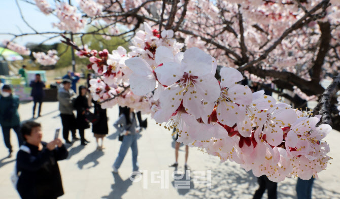 [포토]봄 내음 가득한 벚꽃 아래서