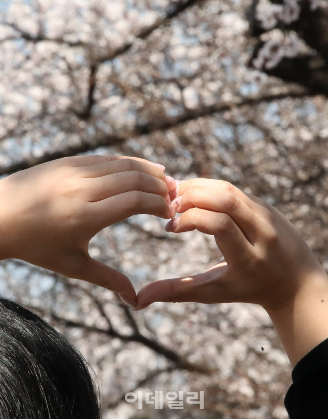 [포토]벚꽃은 사랑입니다