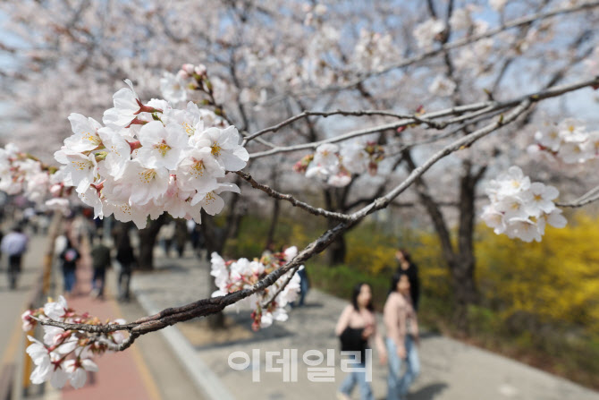 [포토]'여의도 벚꽃 활짝'