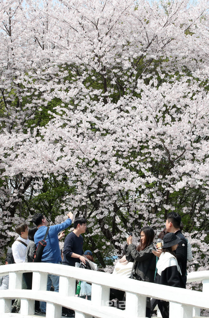 [포토]활짝 핀 벚꽃 아래서