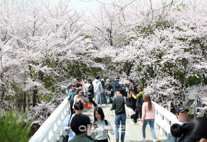 [포토]벚꽃 만개, 낭만 주말