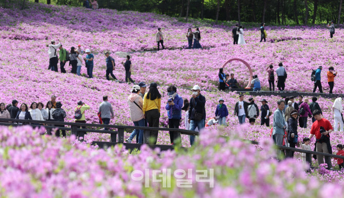 [포토]'철쭉이 만개한 산책길'