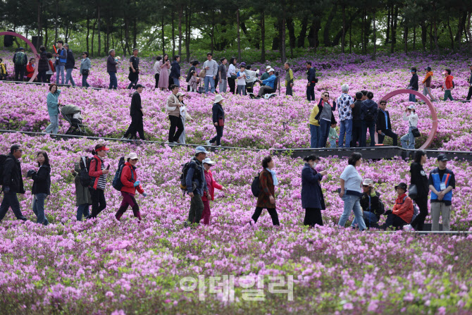 [포토]'기분이 좋아지는 철쭉길'