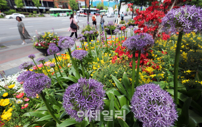 [포토] 송파구청 앞 화사한 꽃 화단