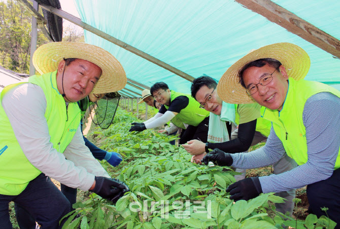 [포토] 농협경제지주, 인삼꽃 적화작업 일손돕기