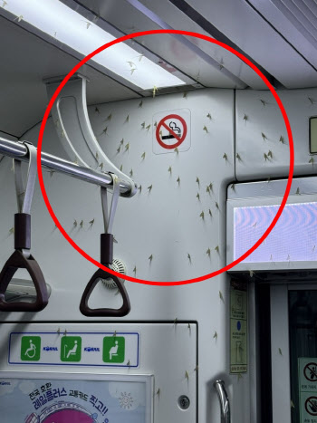 “으악, 저게 뭐야” 지하철 내부까지 습격한 벌레떼