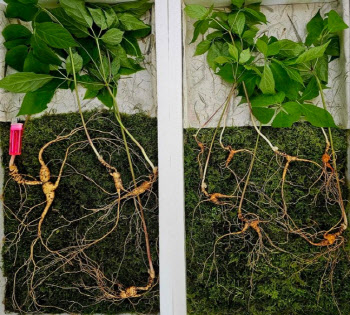 “심봤다”…소백산서 발견된 100년 산삼 4뿌리 가격은?