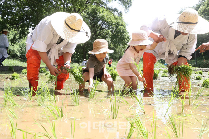 [포토]양재천에서 모 심는 아이들