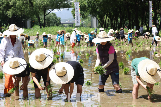 [포토]양재천 벼농사 학습장에서 모 심는 아이들