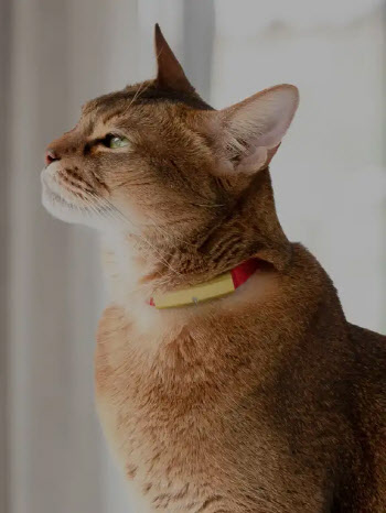 "아픈 주인님, AI 집사가 지켜"…고양이 천국 日, 인공지능 서비스 '러시'