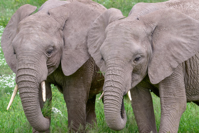 코끼리도 서로 ‘이름’ 부른다…“사람이 불러도 반응”