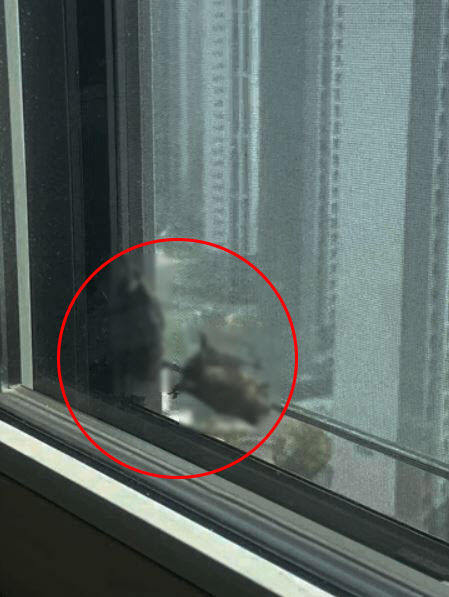 성남 아파트에 나타난 ‘박쥐 2마리’…“무서웠다” 깜짝