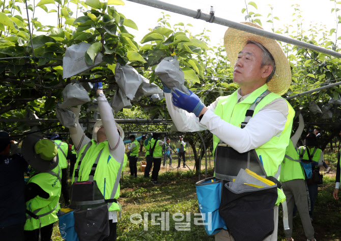 [포토] 배 봉지씌우기 작업하는 강호동 농협회장