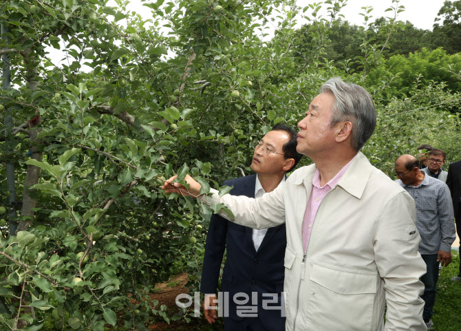 [포토] 사과 생육상황 점검하는 강호동 농협회장