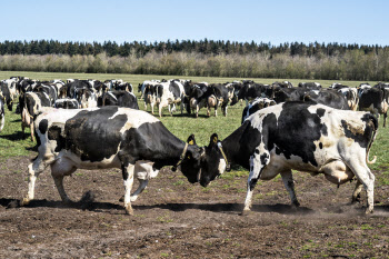 덴마크, 세계 최초 농업탄소세 도입…소 한마리당 14만원