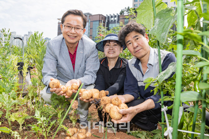 [포토] 감자 수확하는 최호권 영등포구청장