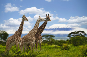남아공·케냐…롯데관광개발, 아프리카6개국 일주 여행상품 판매