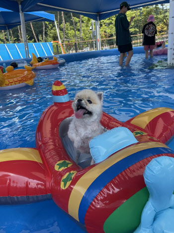 "반려동물과 함께 안전하고 쾌적한 물놀이 즐기세요"